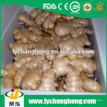 2014 nueva cosecha Linyi origen secador de jengibre secado proveedor